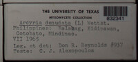 Arcyria denudata image